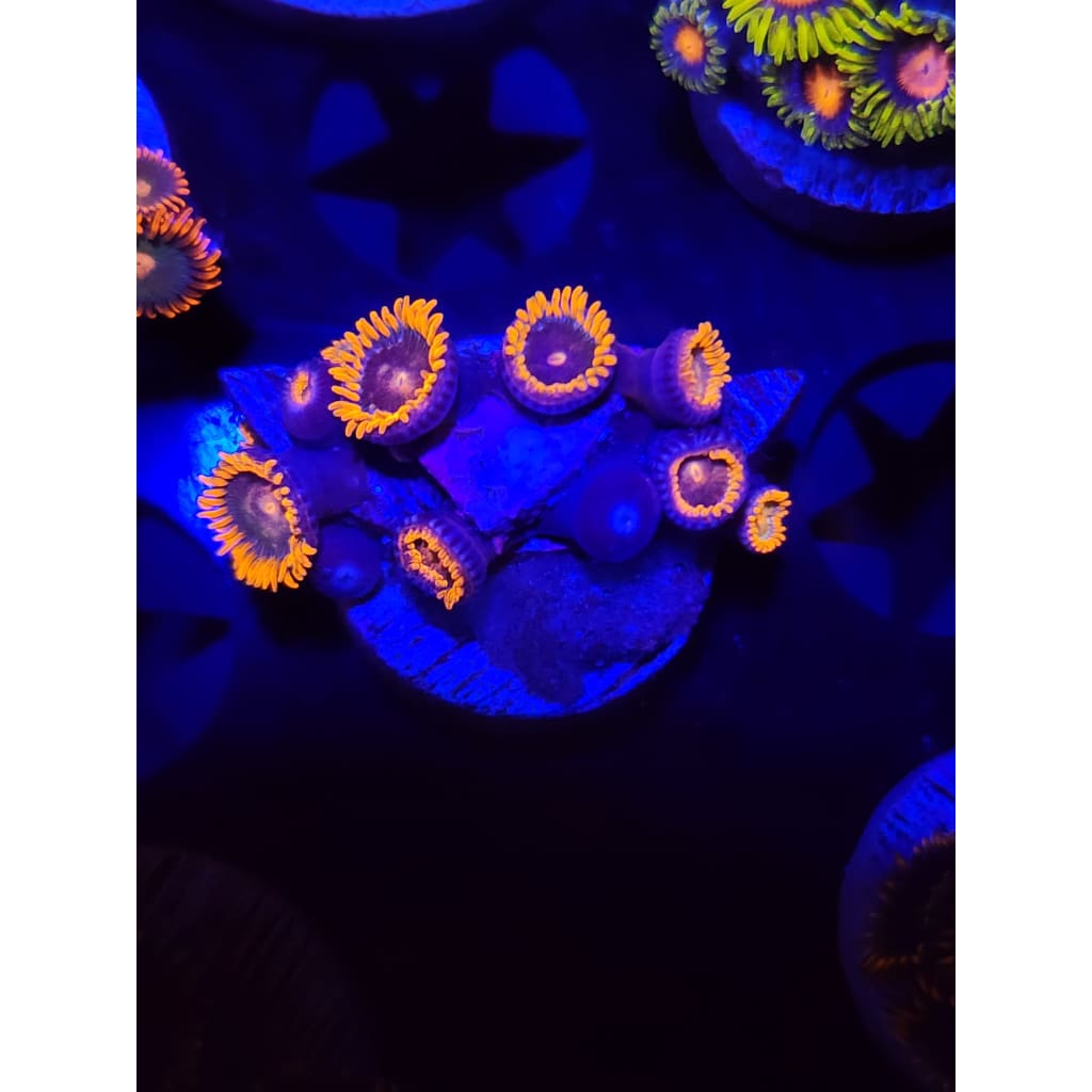 Punk Star Zoanthid Frag WYSIWYG!