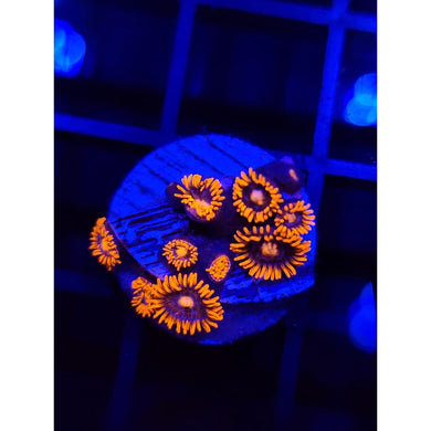 Punk Star Zoanthid Frag WYSIWYG!
