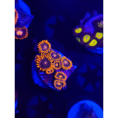 Punk Stars Zoanthid Frag WYSIWYG!