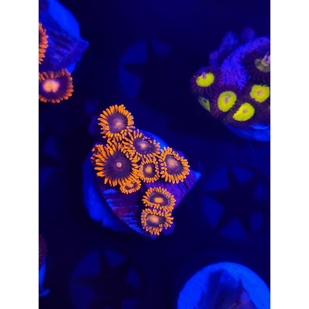 Punk Stars Zoanthid Frag WYSIWYG!