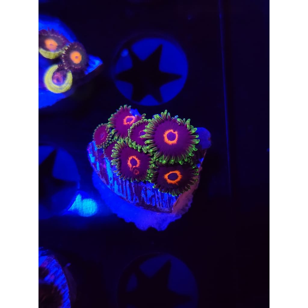 Purple Heart Zoanthid Frag WYSIWYG!