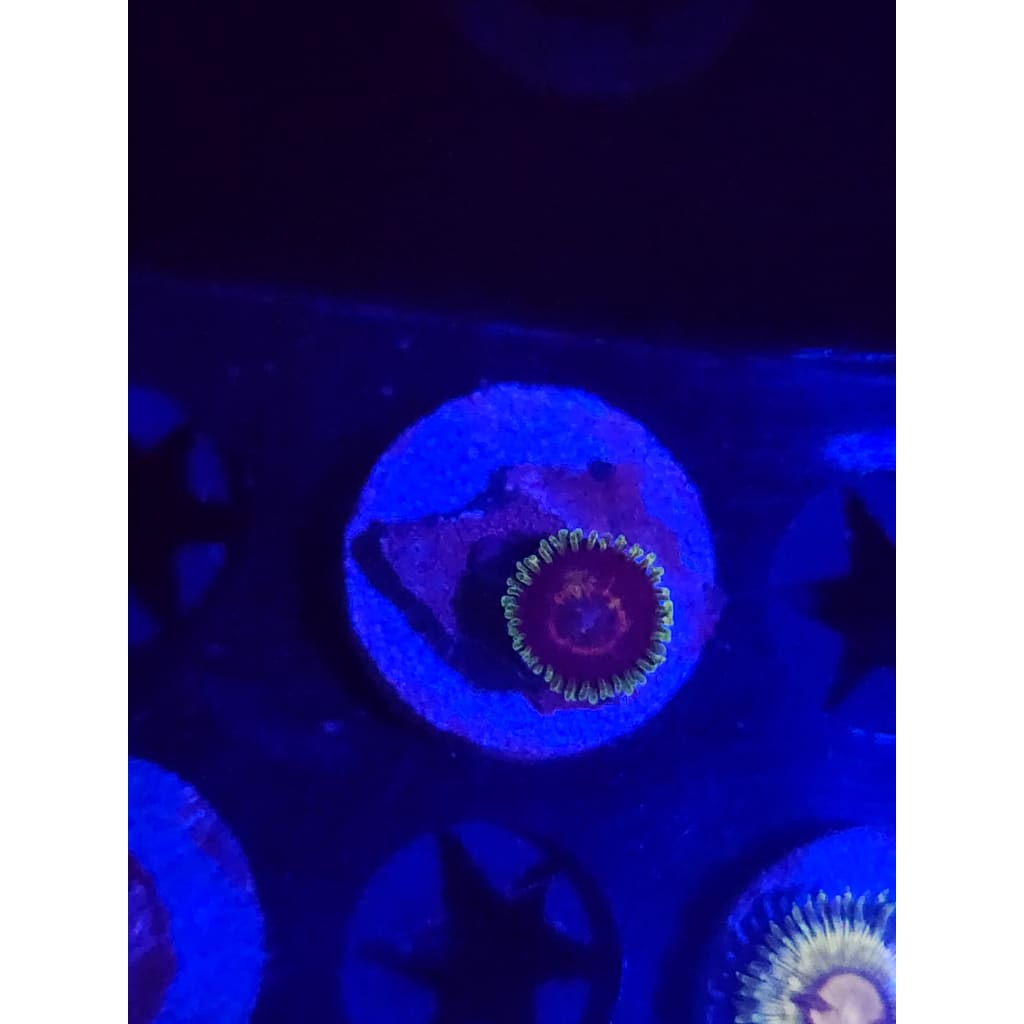 Purple Heart Zoanthid Frag WYSIWYG!