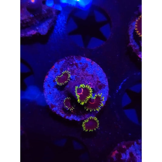 Purple Heart Zoanthid Frag WYSIWYG!