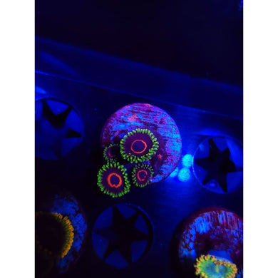 Purple Heart Zoanthid Frag WYSIWYG!