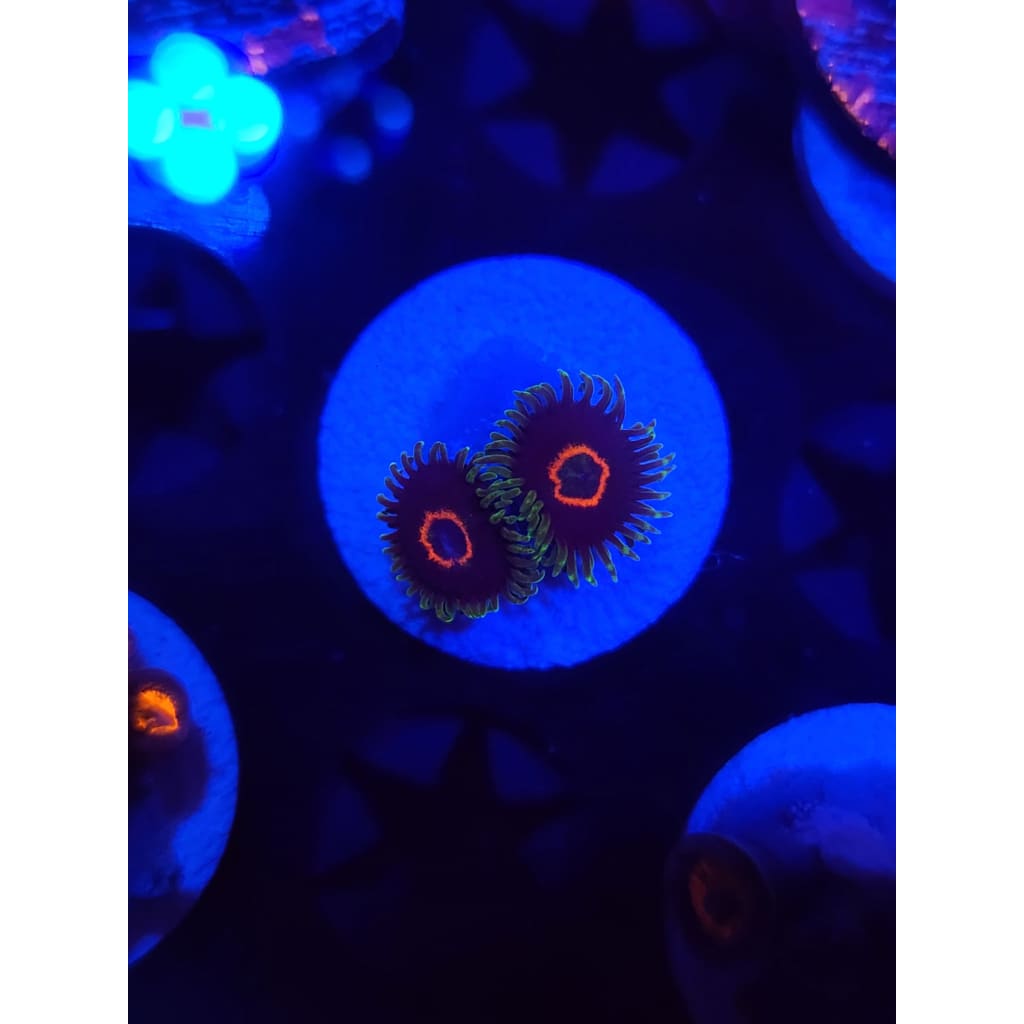Purple Heart Zoanthid Frag WYSIWYG!