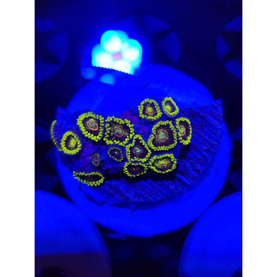 Purple Heart Zoanthid Frag WYSIWYG!