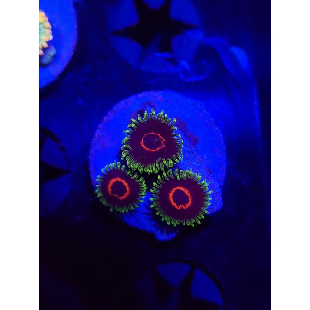 Purple Heart Zoanthid Frag WYSIWYG!