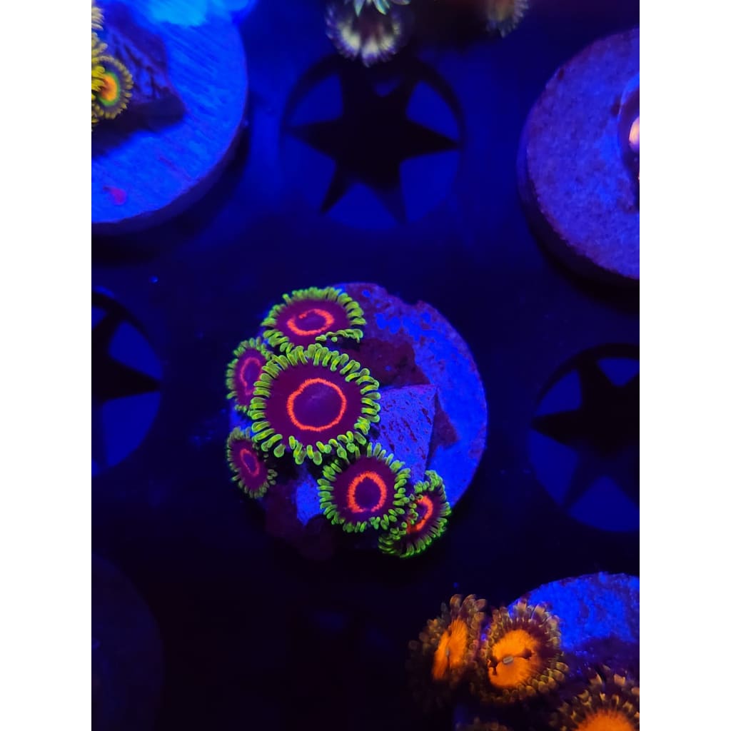 Purple Heart Zoanthid Frag WYSIWYG!