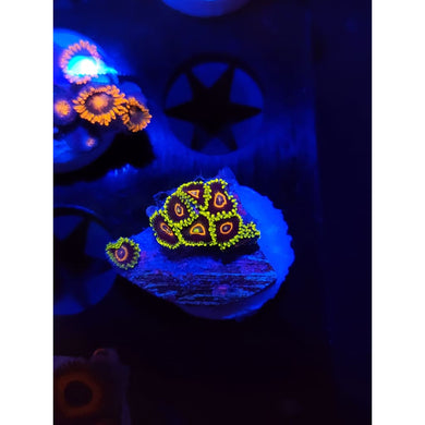 Purple Heart Zoanthid Frag WYSIWYG!