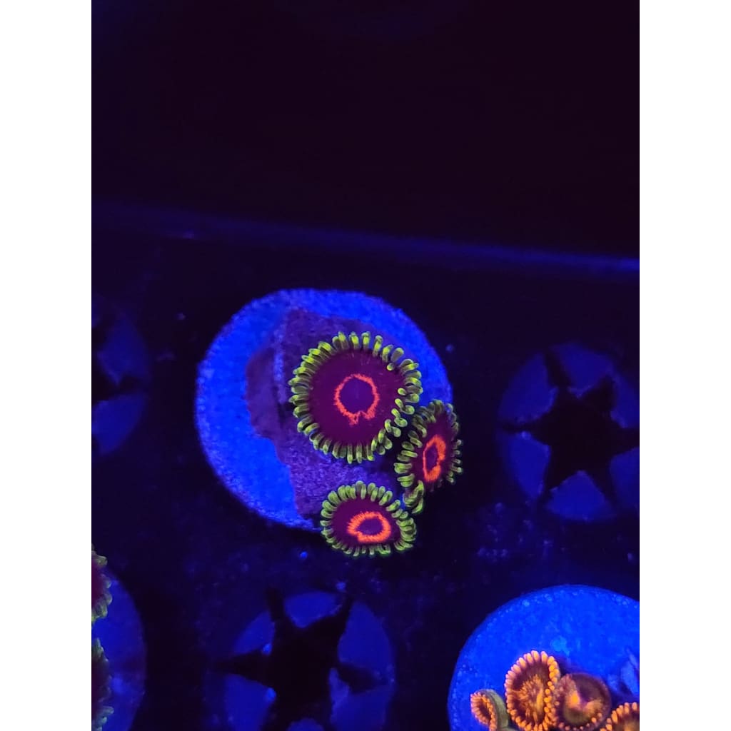 Purple Heart Zoanthid Frag WYSIWYG!