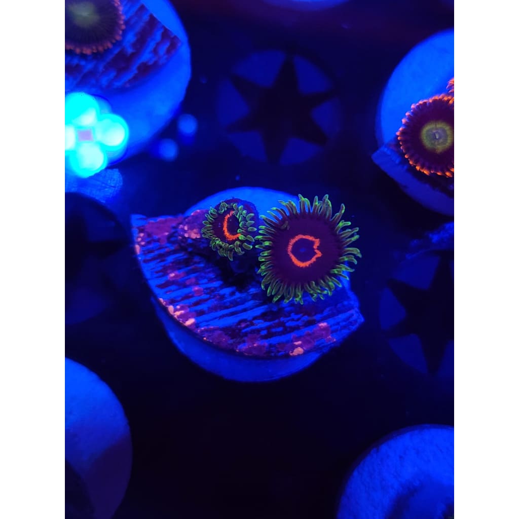Purple Heart Zoanthid Frag WYSIWYG!