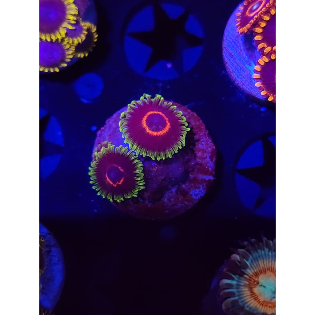 Purple Heart Zoanthid Frag WYSIWYG!
