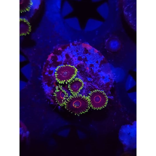 Purple Hearts Zoanthid Frag WYSIWYG!