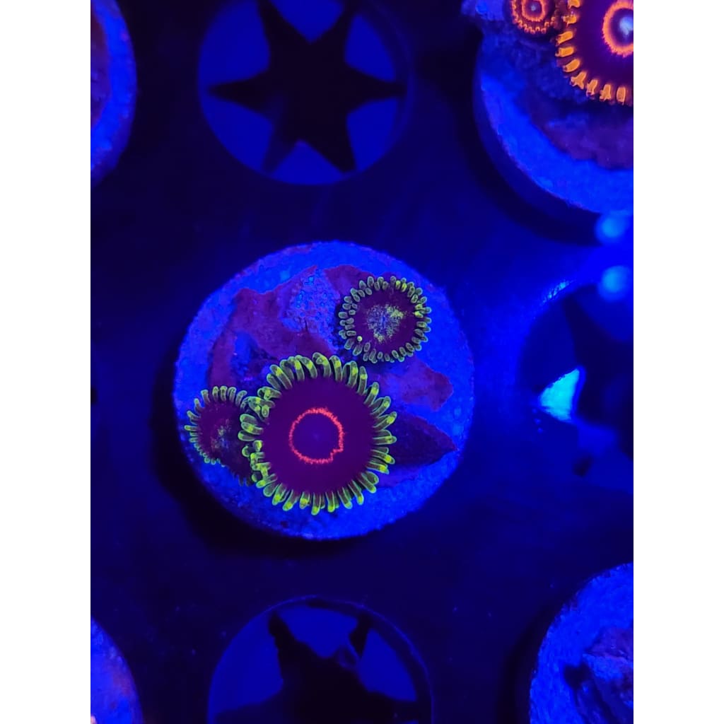 Purple Hearts Zoanthid Frag WYSIWYG!