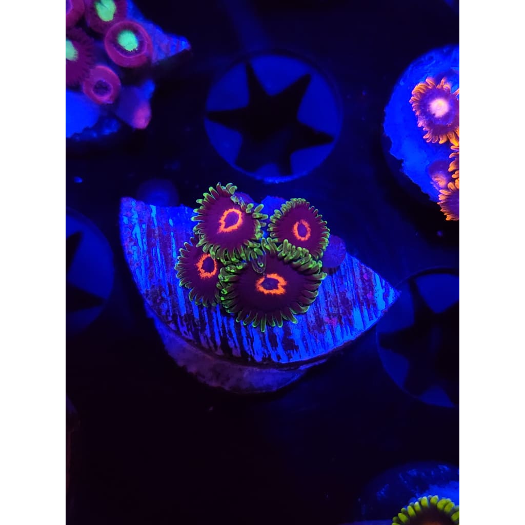Purple Hearts Zoanthid Frag WYSIWYG!