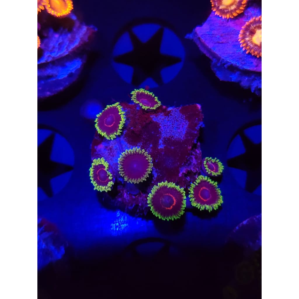 Purple Hearts Zoanthid Frag WYSIWYG!