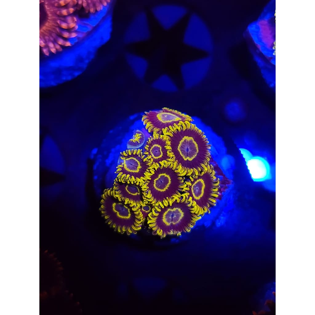 Purple Hornet Zoanthid Frag WYSIWYG!