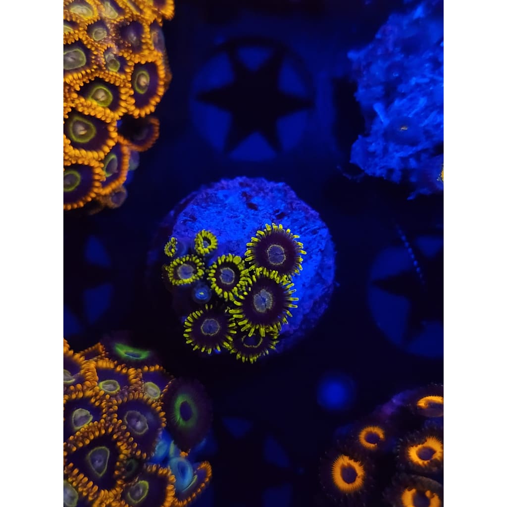 Purple Hornet Zoanthid Frag WYSIWYG!