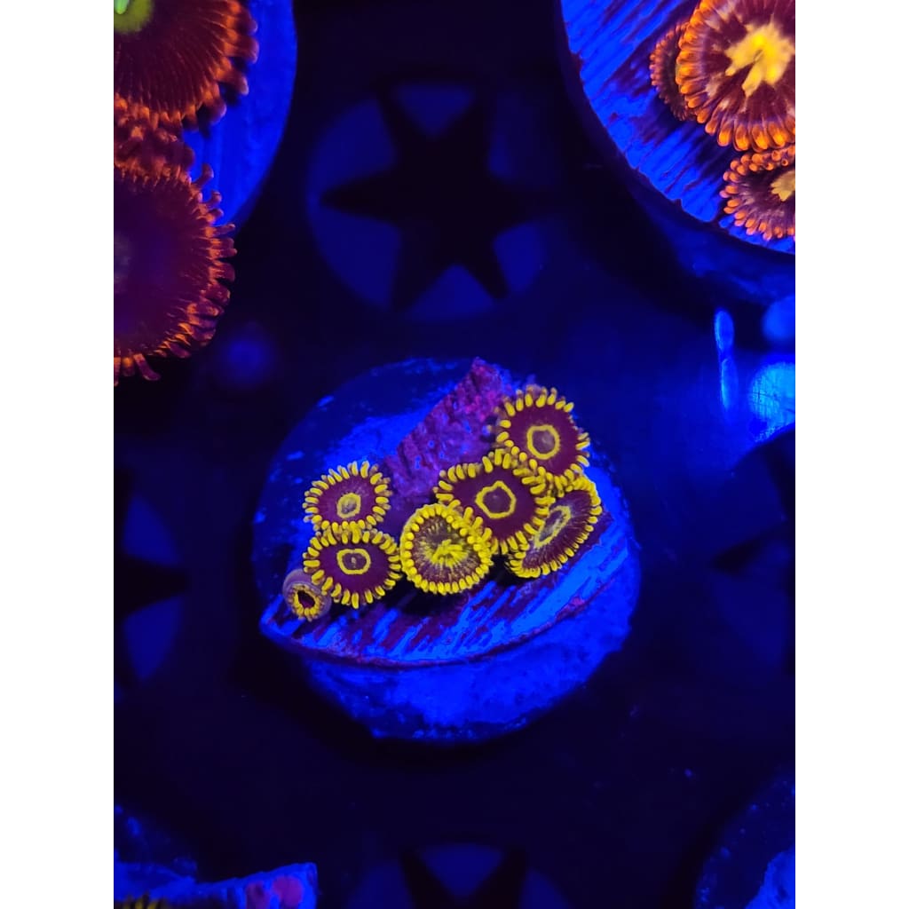 Purple Hornets Zoanthid Frag WYSIWYG!