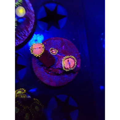 Purple Monster Zoanthid Frag WYSIWYG!