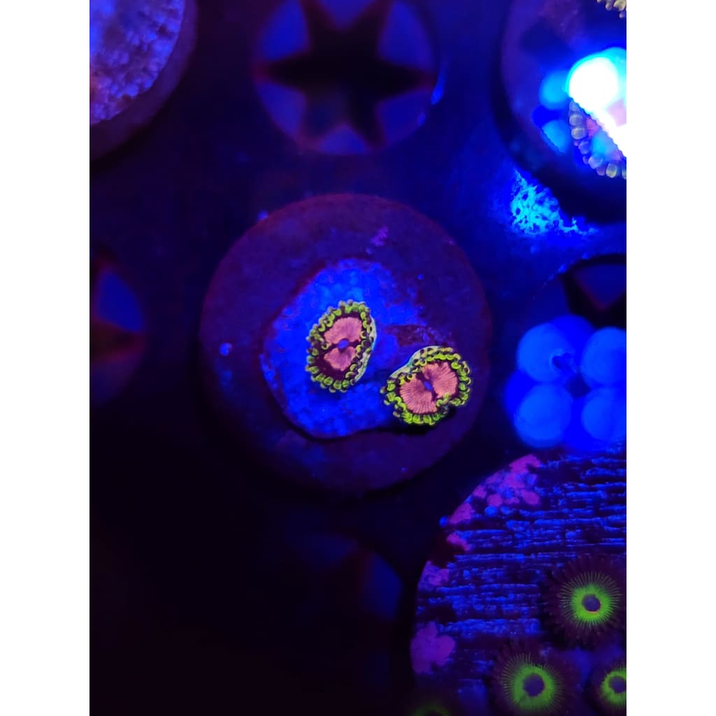 Purple Monster Zoanthid Frag WYSIWYG!