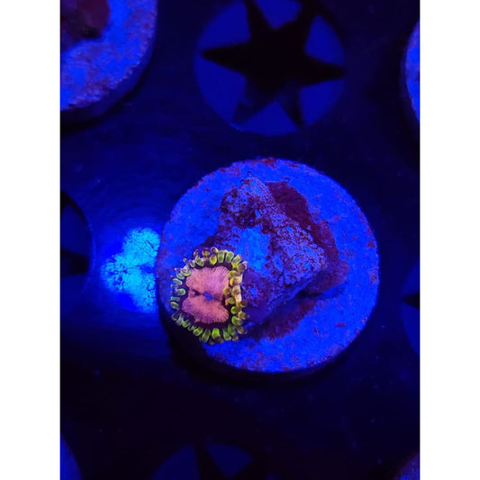 Purple Monster Zoanthid Frag WYSIWYG!