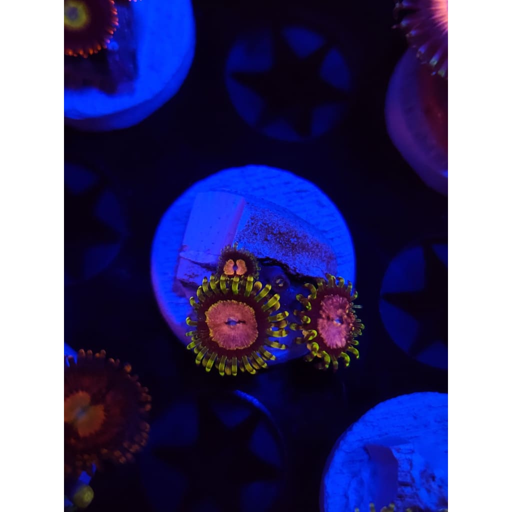 Purple Monster Zoanthid Frag WYSIWYG!