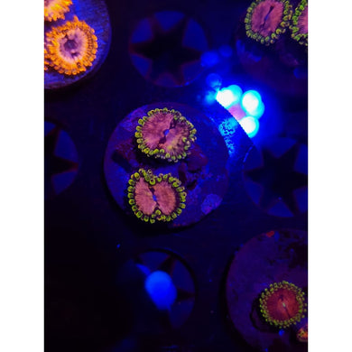 Purple Monster Zoanthid Frag WYSIWYG!