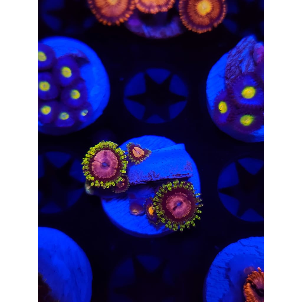 Purple Monster Zoanthid Frag WYSIWYG!