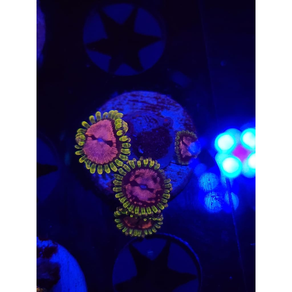 Purple Monsters Zoanthid Frag WYSIWYG!