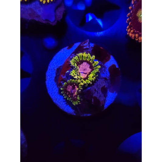 Purple Monsters Zoanthid Frag WYSIWYG!