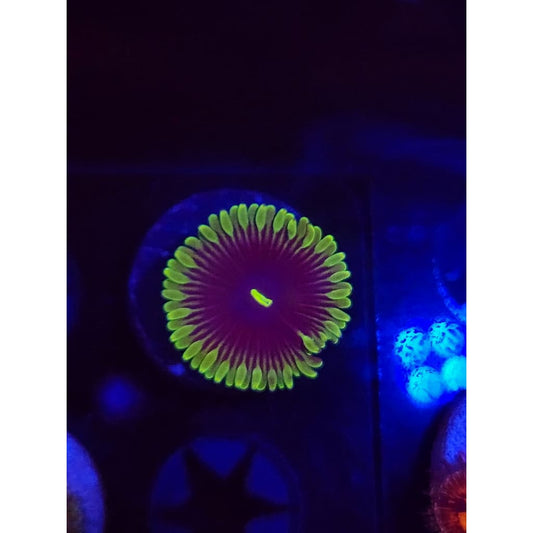 Purple People Eater Zoanthid Frag WYSIWYG!