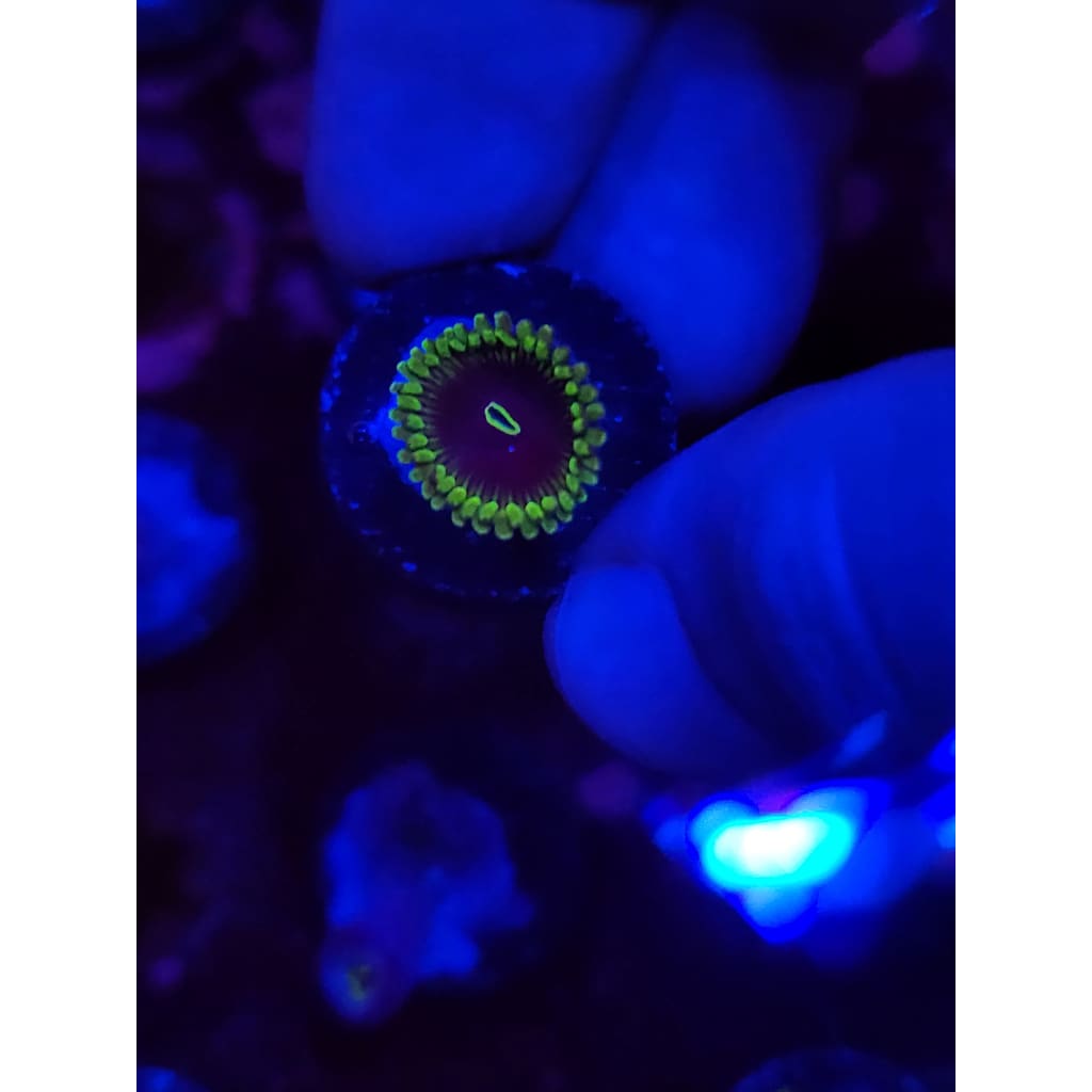 Purple People Eater Zoanthid Frag WYSIWYG!