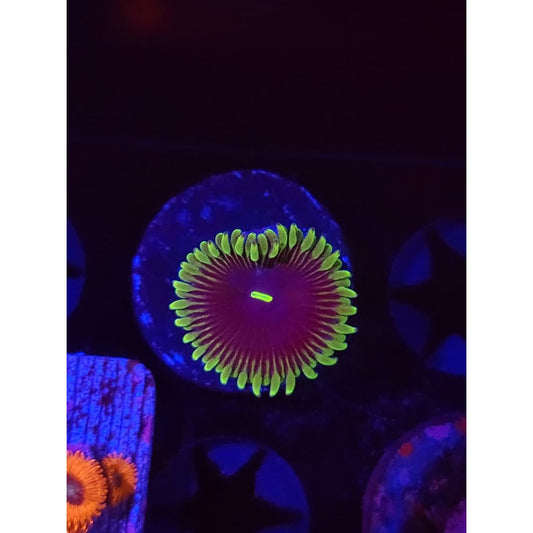 Purple People Eater Zoanthid Frag WYSIWYG!