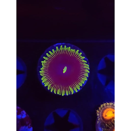 Purple People Eater Zoanthid Frag WYSIWYG!