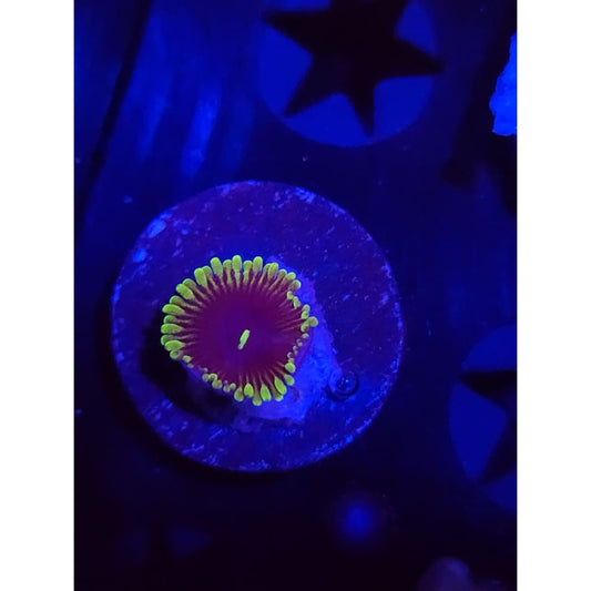 Purple People Eater Zoanthid Frag WYSIWYG!