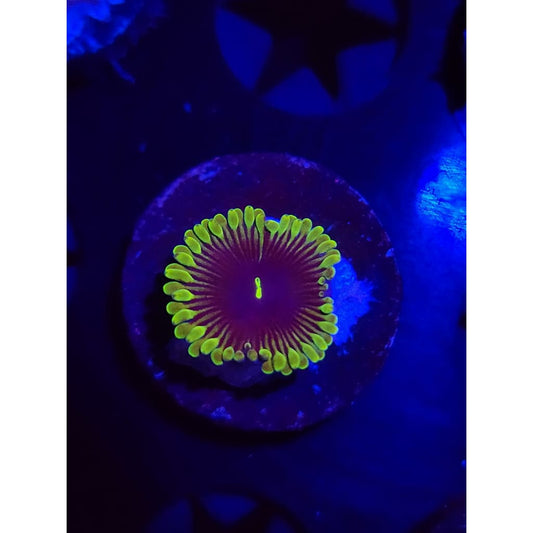 Purple People Eater Zoanthid Frag WYSIWYG!