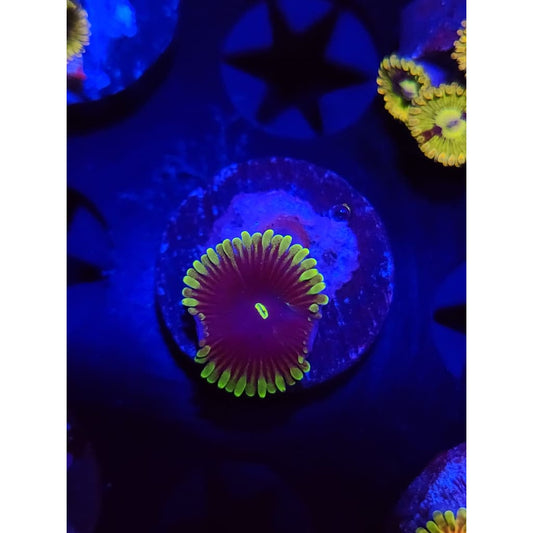Purple People Eater Zoanthid Frag WYSIWYG!