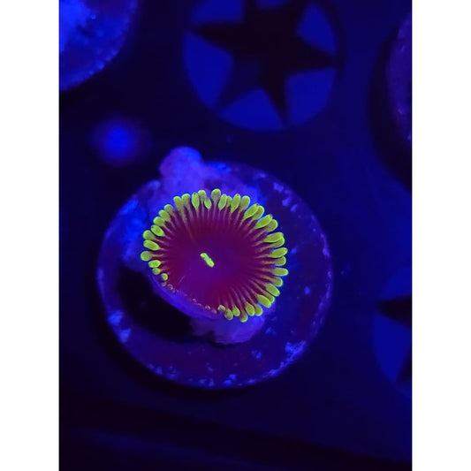Purple People Eater Zoanthid Frag WYSIWYG!
