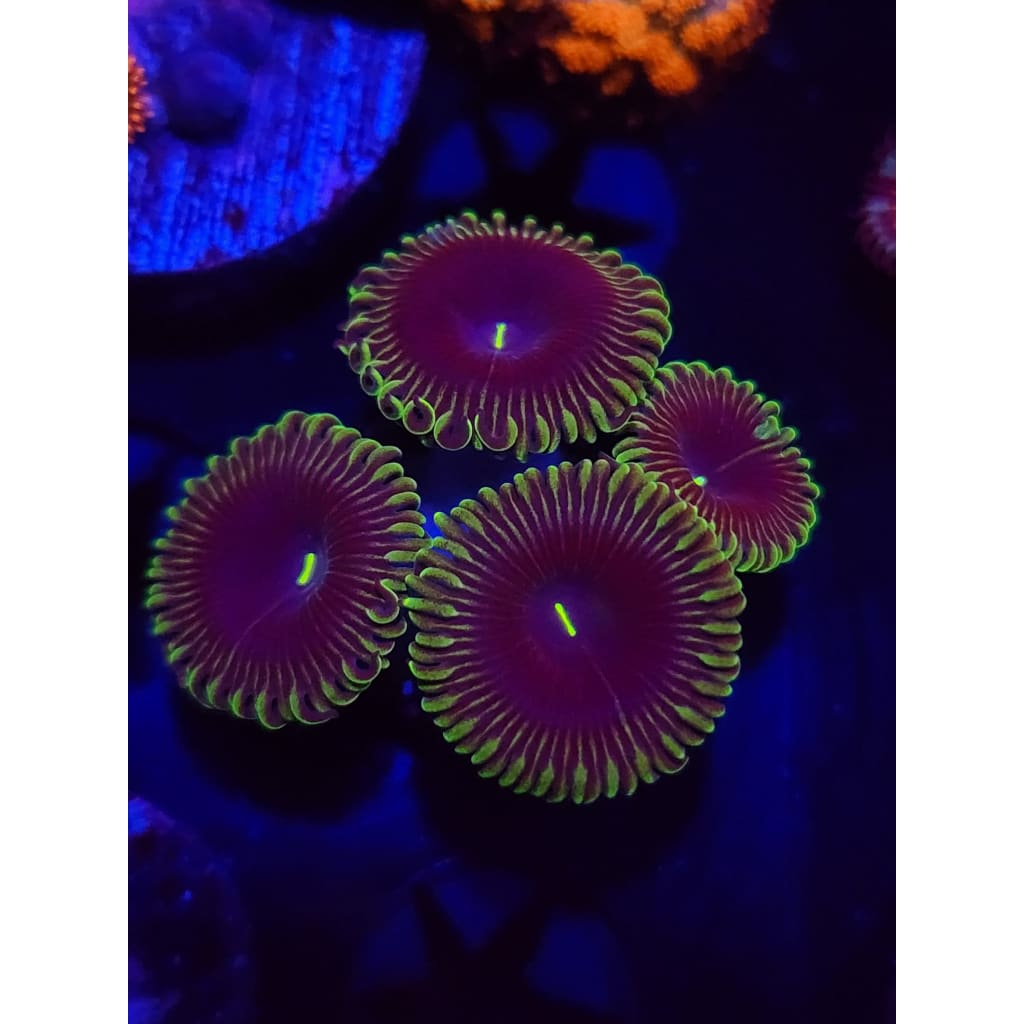 Purple People Eaters Zoanthid Frag WYSIWYG!