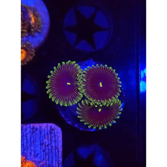 Purple People Eaters Zoanthid Frag WYSIWYG!
