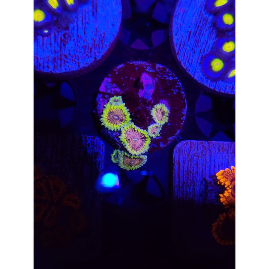 Purple Valor Zoanthid Frag WYSIWYG!