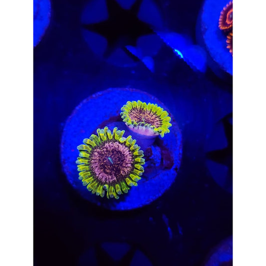 Purple Valor Zoanthid Frag WYSIWYG!