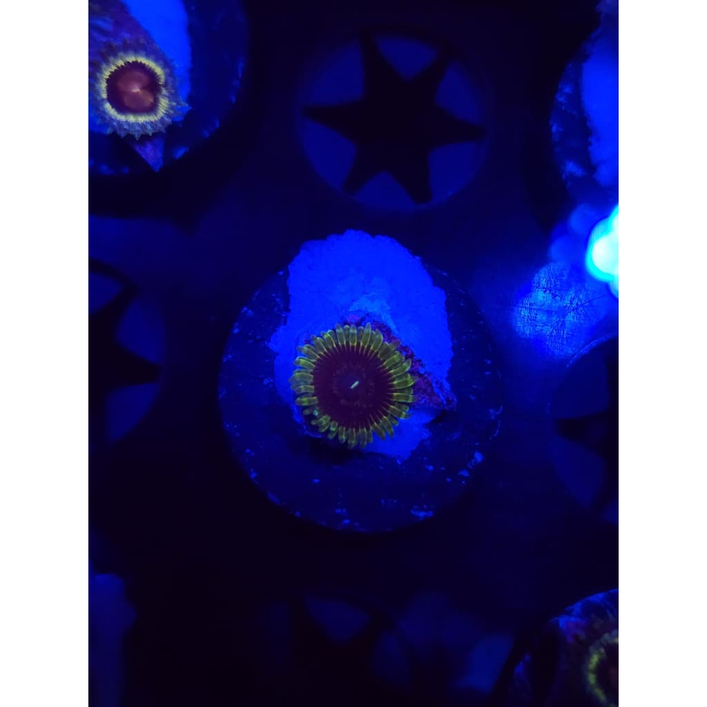 Purple Valor Zoanthid Frag WYSIWYG!