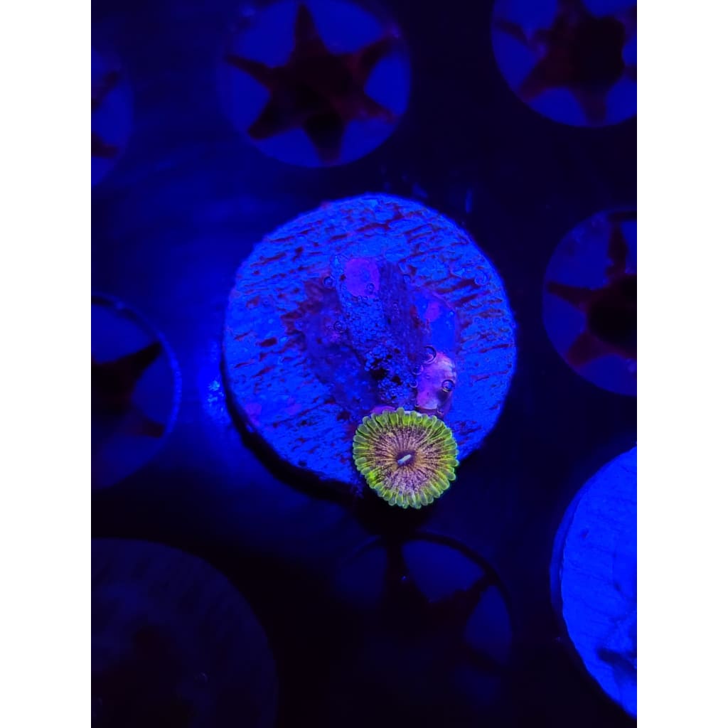 Purple Valor Zoanthid Frag WYSIWYG!
