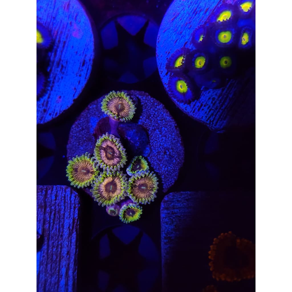 Purple Valor Zoanthid Frag WYSIWYG!