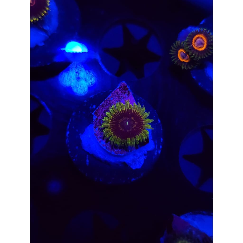 Purple Valor Zoanthid Frag WYSIWYG!