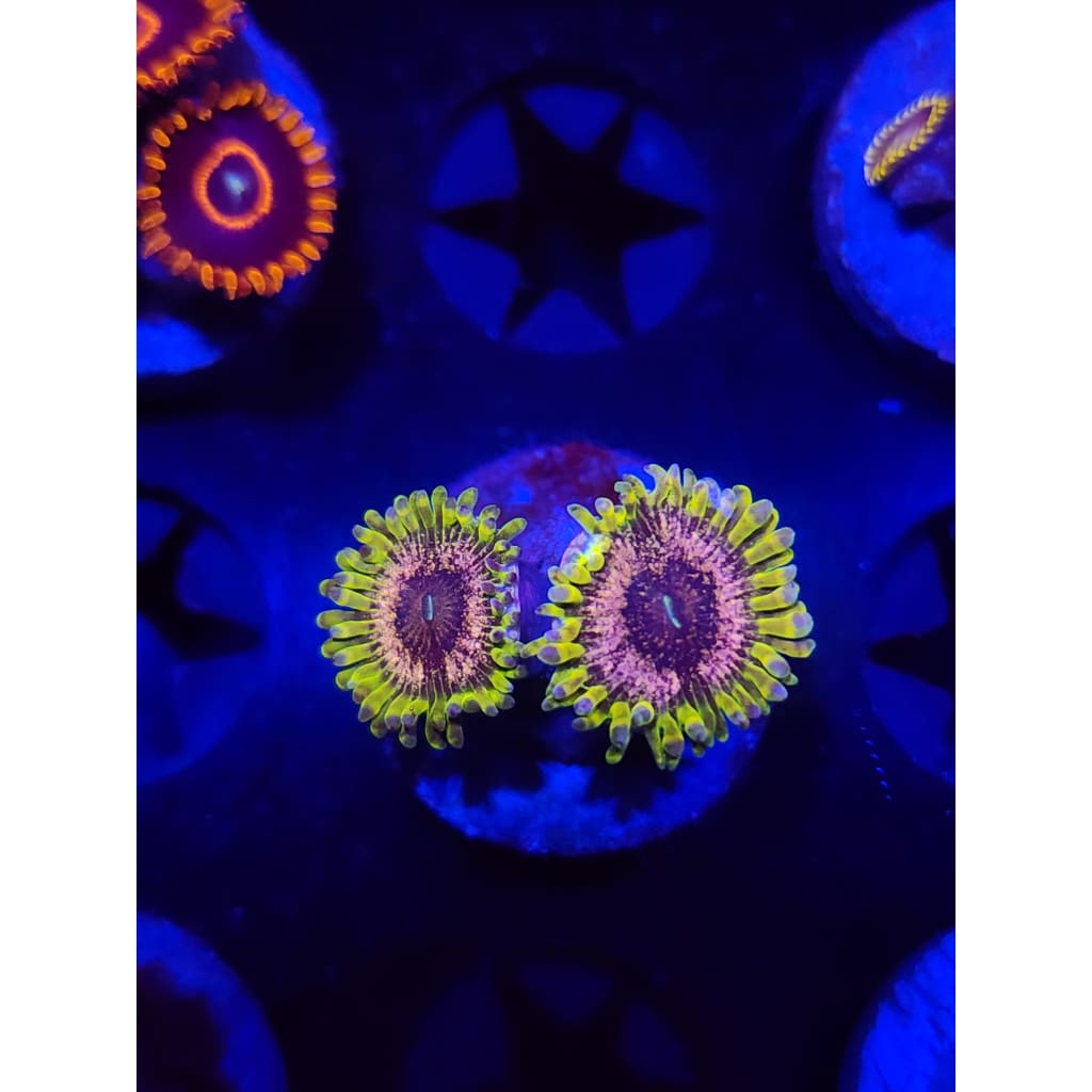 Purple Valor Zoanthid Frag WYSIWYG!