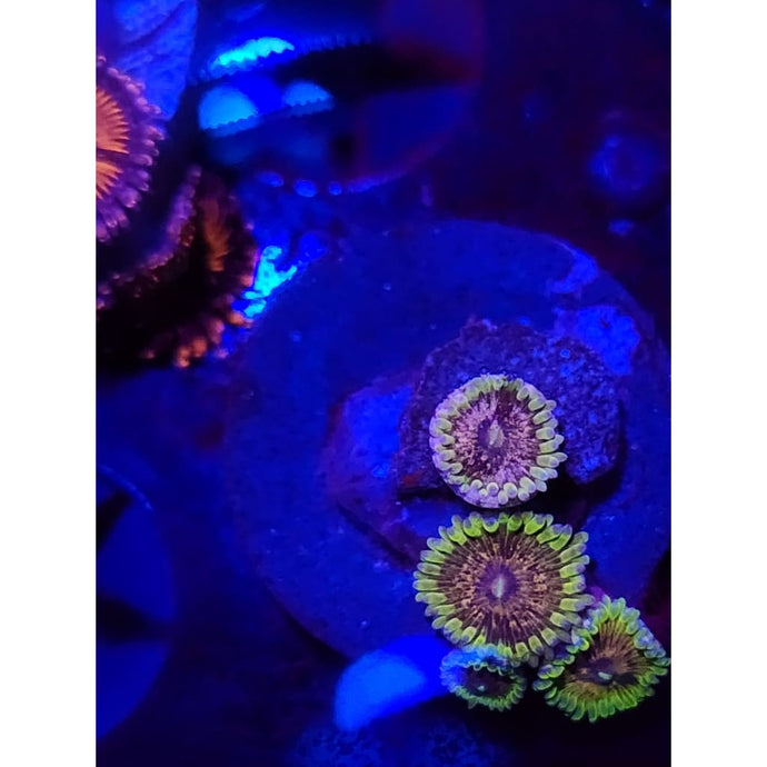 Purple Valor Zoanthid Frag WYSIWYG!