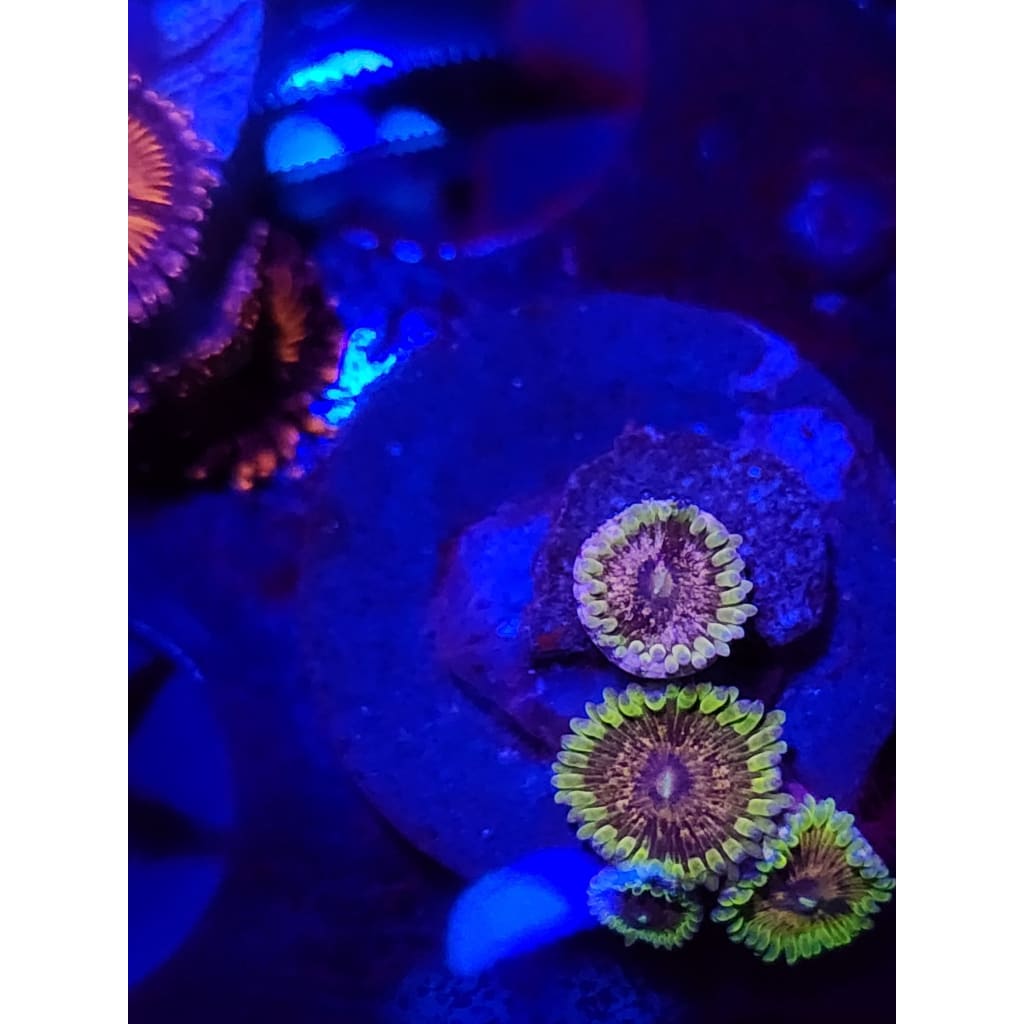 Purple Valor Zoanthid Frag WYSIWYG!